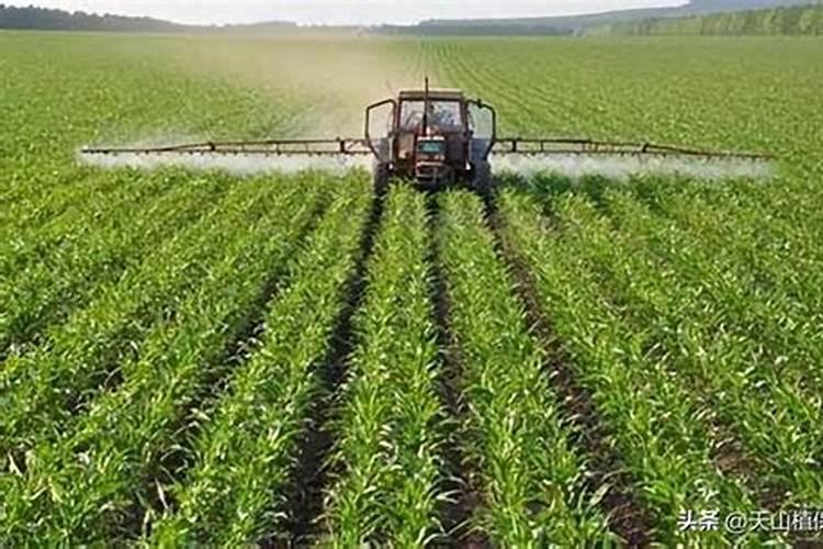 喷玉米叶面肥,喷锌肥能和尿素一起喷吗？