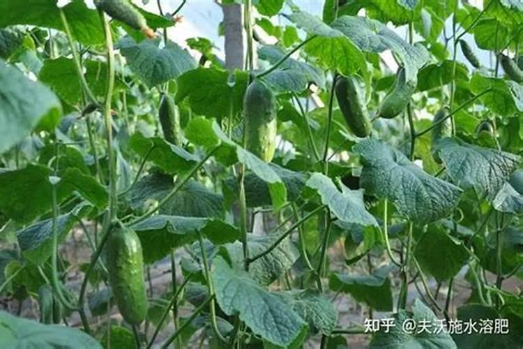 什么冲施肥对果实膨大最快