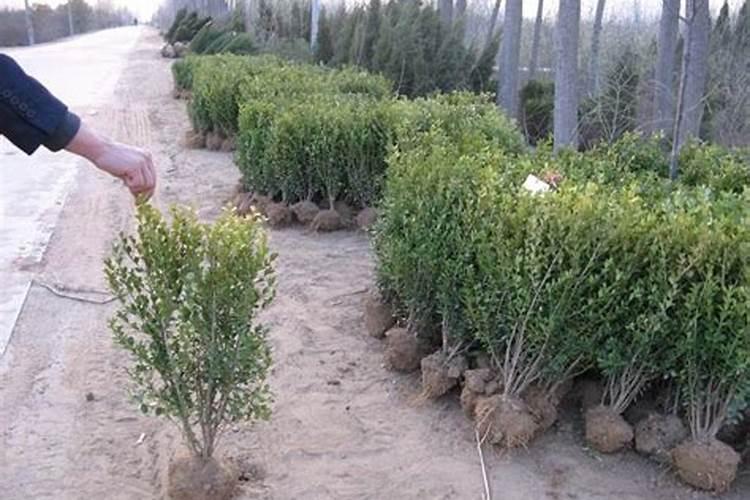 苗圃地如何巧施追肥？