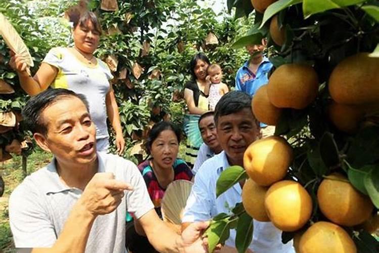 苗圃地施肥的时期