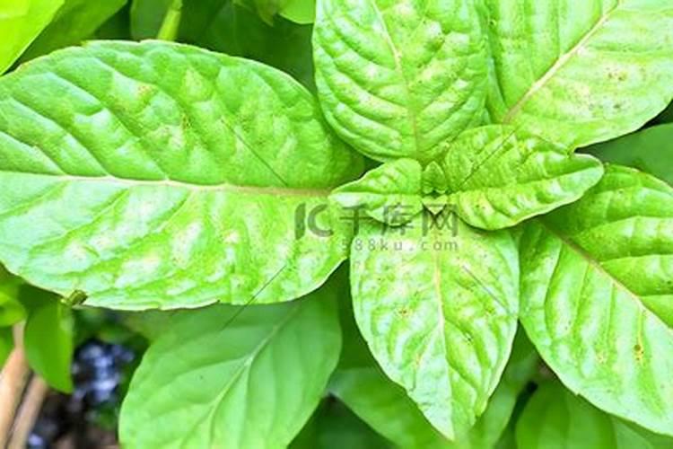 蜂蜜能给葡萄打叶面肥吗？