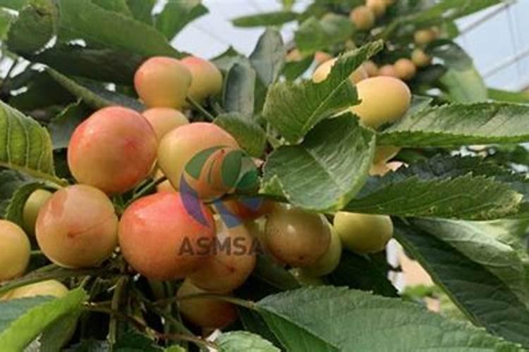 虎刺梅用什么肥料