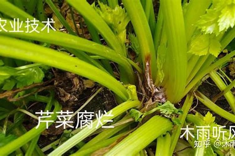 芹菜什么时候用钙肥 怎么使用效果好