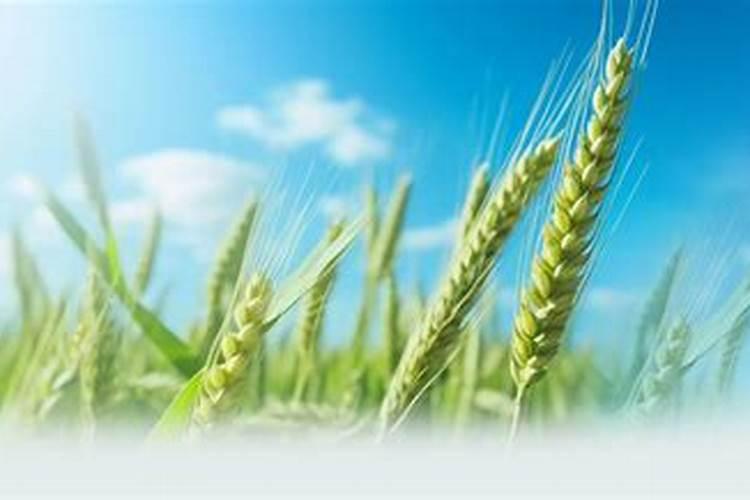 打完除草剂多久可以打肥？