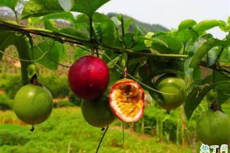 络合有机钙水溶肥的作用