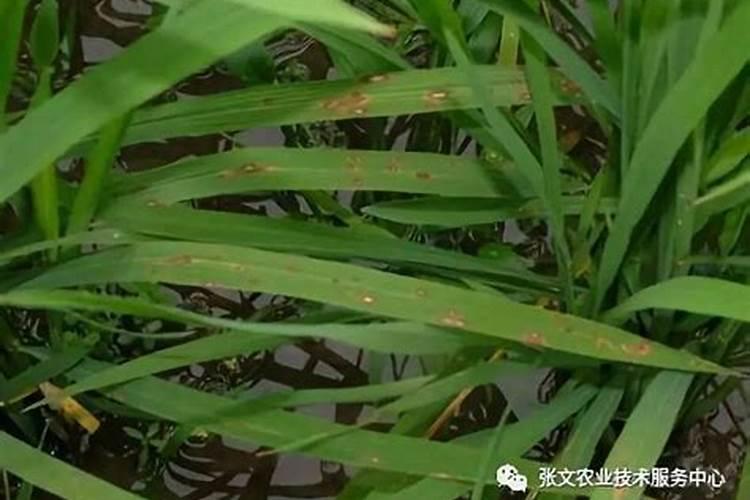 钾肥的作用是什么