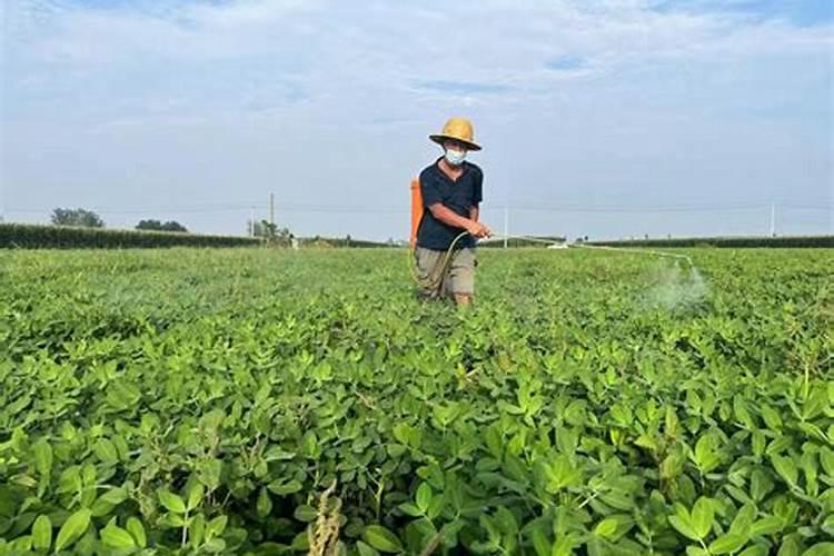 梨树从什么时候开始打叶面肥好