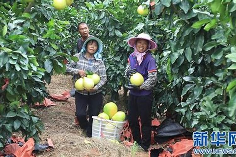 柚子树加什么肥料