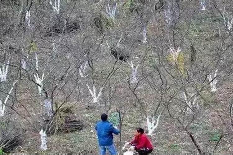 盆栽花椒树冬季施肥方法 花椒越冬肥什么时候施