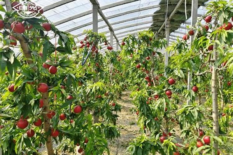 种植高产油桃的施肥技术