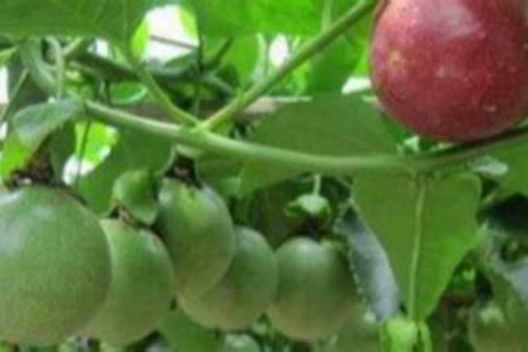 百香果能用磷酸二氢钾喷吗