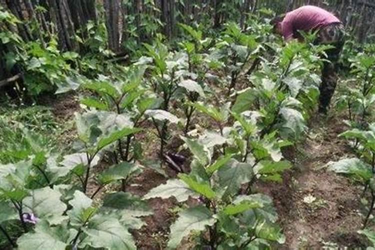 往茄子秧根部浇硼砂水行吗