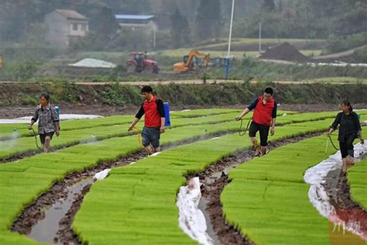 80斤复合肥里有多少氮肥怎么算