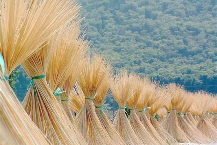 平安树施什么肥料好,氮磷钾肥促进生长(春秋两季施肥)