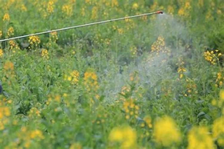 油菜开花时候能不能打硼肥