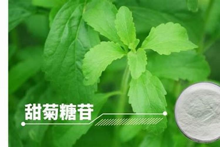 种甜叶菊用什么肥料