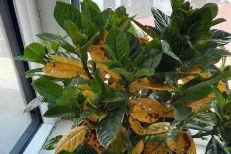 我家的枇杷树因施磷肥过多,叶子变红带黄,枯了。怎么办