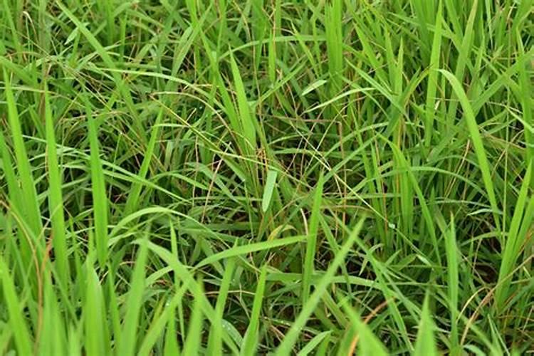 金边麦冬病虫害防治