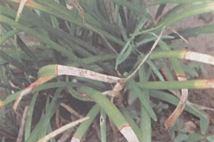 麦冬草种植的方法？