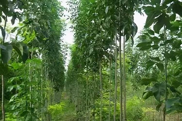 板蓝根壮根叶面肥怎样用效果好,中药材板蓝根生根肥料？