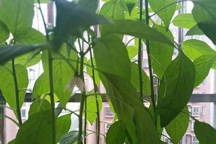 辣椒种植过程施肥情况