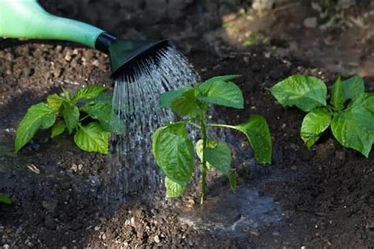 辣椒定植初期的田间管理应掌握哪些技术？