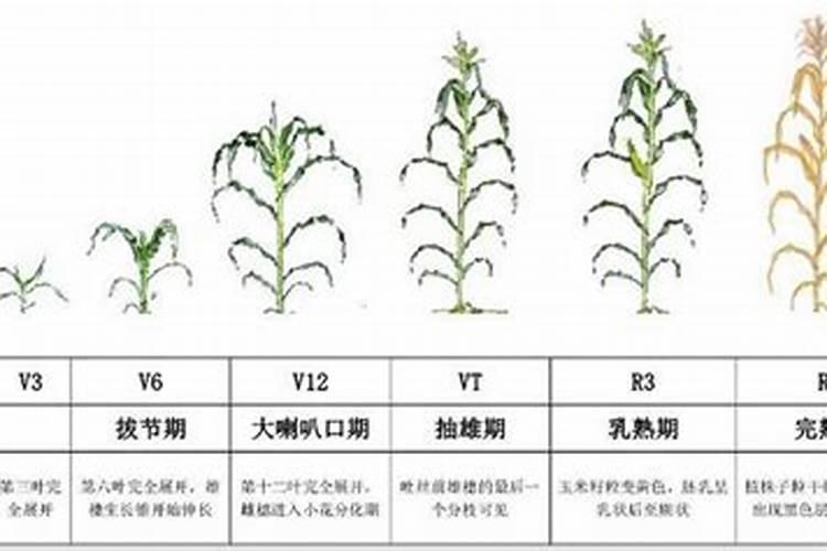 玉米后期追什么肥料好