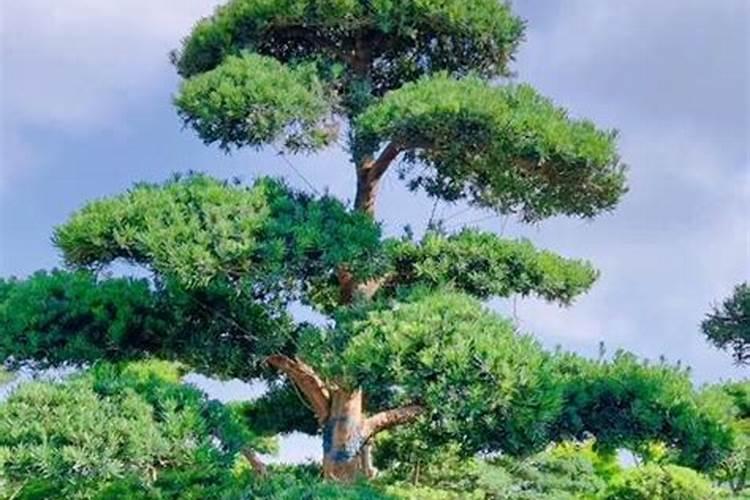 罗汉松施什么肥好,罗汉松施饼肥、粪肥最好