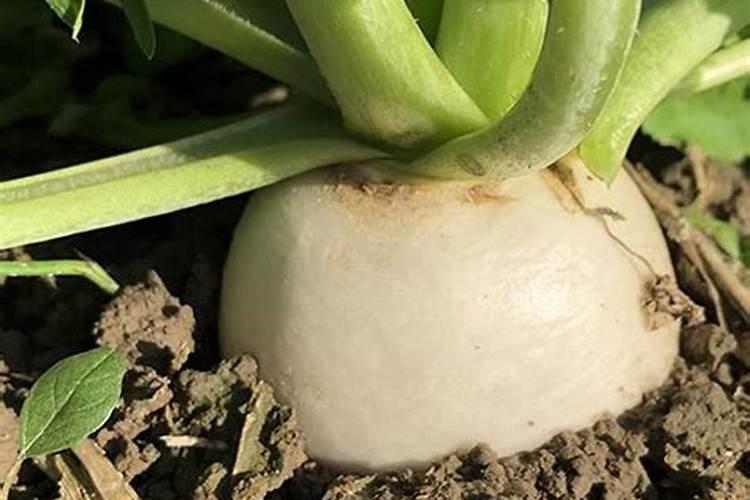 求胡萝卜的生长过程