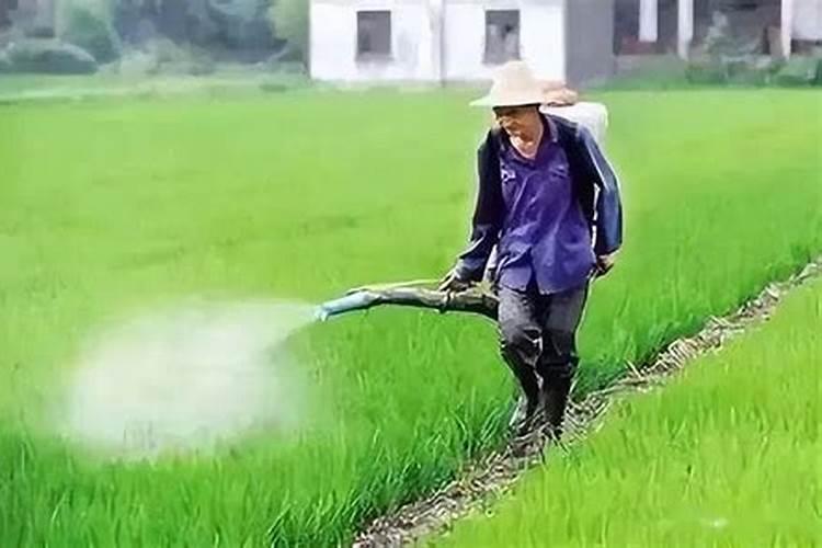 敌杀死和啶虫脒混合可以治白粉病吗