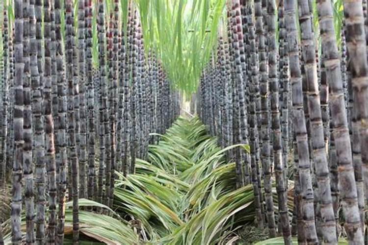 甘蔗怎样施肥才正确