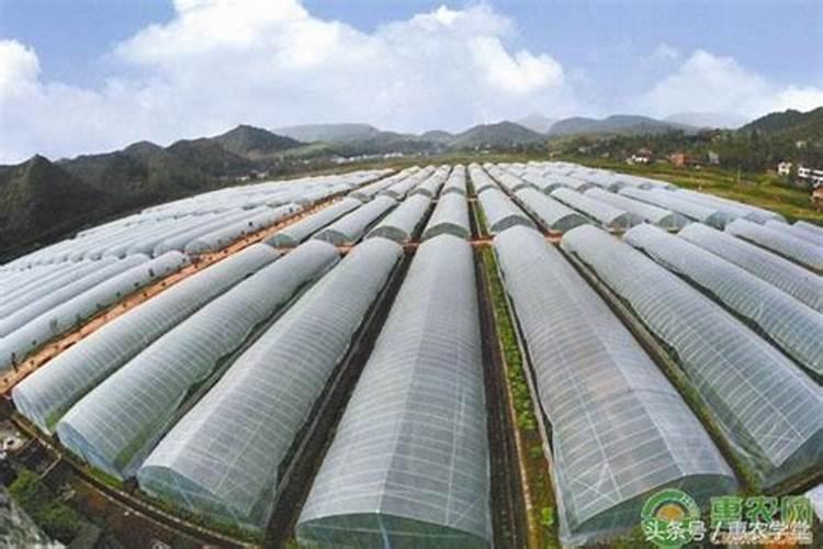 冬季大棚蔬菜该如何进行水肥管理？