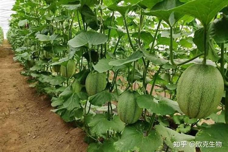猕猴桃什么时间施叶面肥好猕猴桃施肥时间和方法