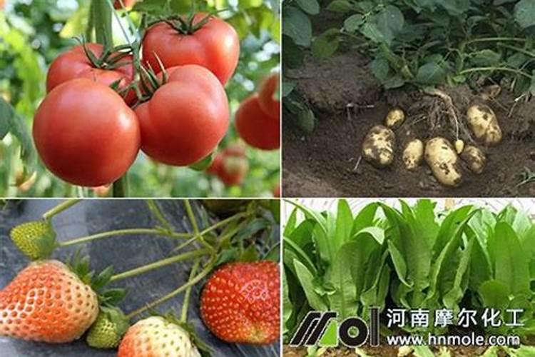 柚子树如何施用鱼蛋白肥,预防倒春寒？