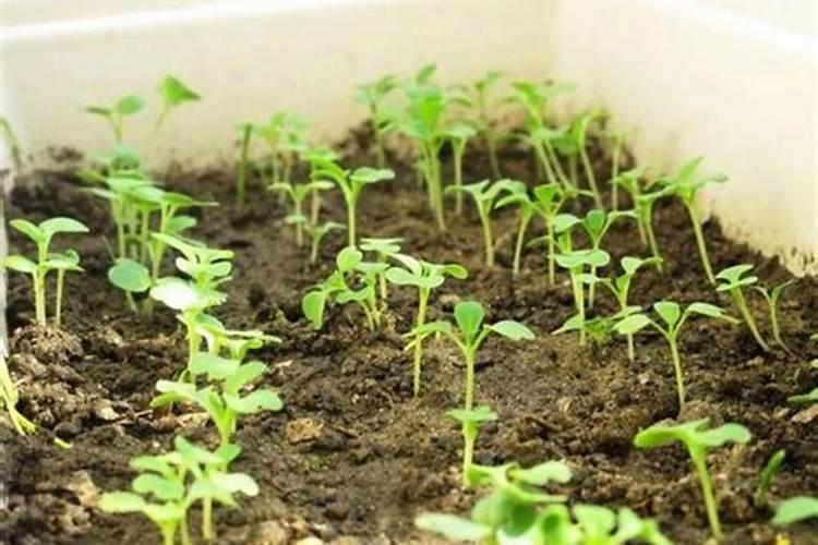 如何自制钾肥 自制钾肥用什么原料