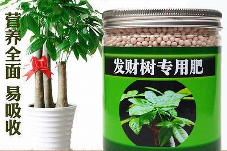 平安树怎么养才茂盛