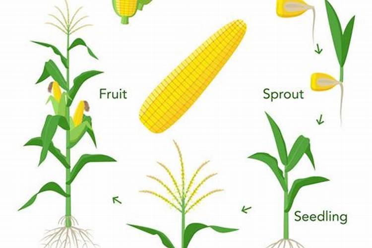 磷肥对玉米的作用及功能