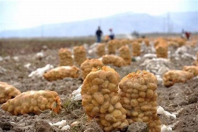 土豆叶面肥简介