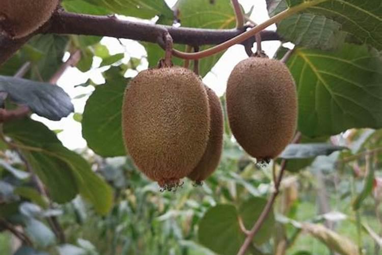 七月份猕猴桃喷什么叶面肥可以使果子可以使果面干净？