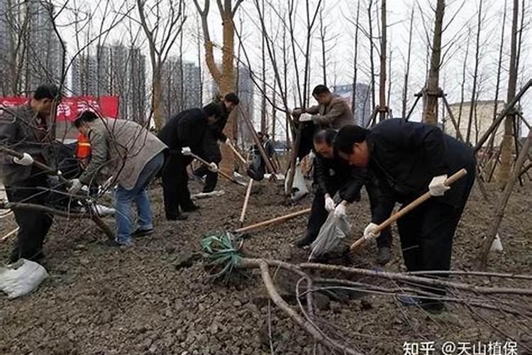 桃树补钙用什么好钙肥