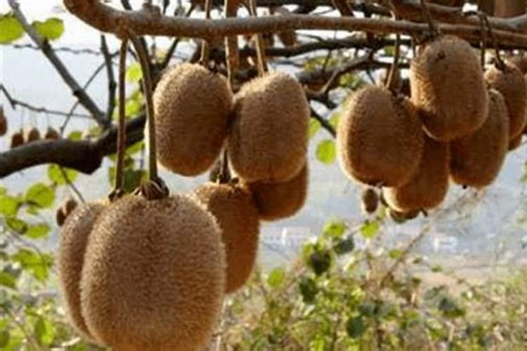 猕猴桃用什么肥料好