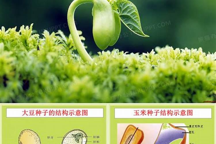 太阳花种子出的小苗可以施肥吗