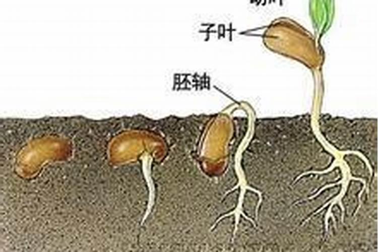 种子发芽后徒长怎么补救