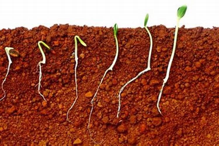 小青菜刚出苗几天怎么施肥