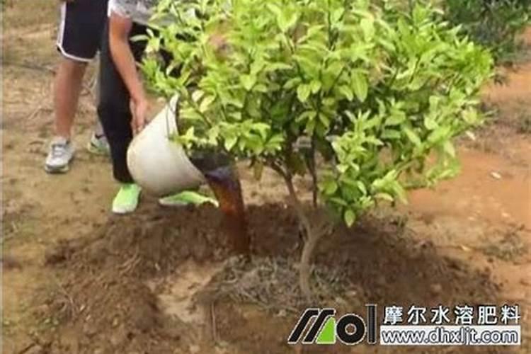水溶肥灌根使用方法
