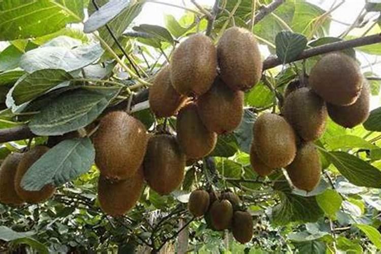 猕猴桃施肥时间和方法