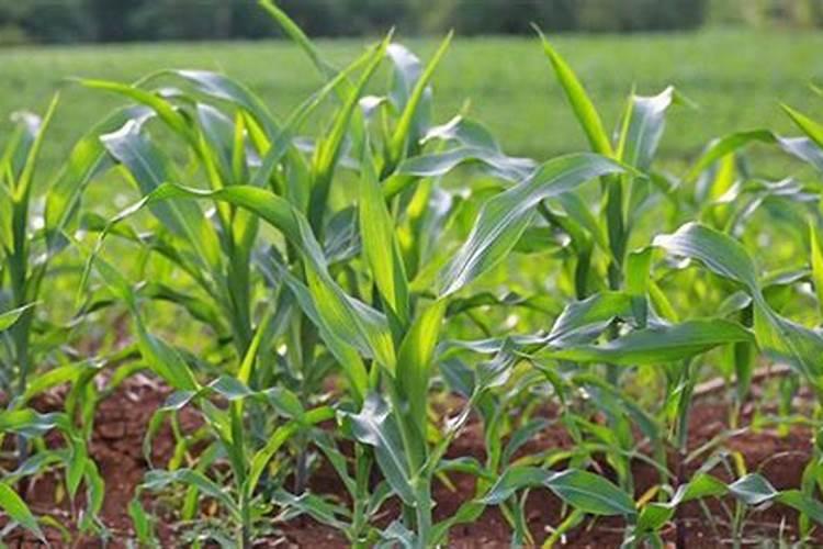 糯玉米怎么施肥