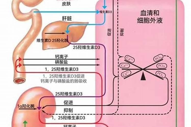 葡萄膨果用什么肥料好呢