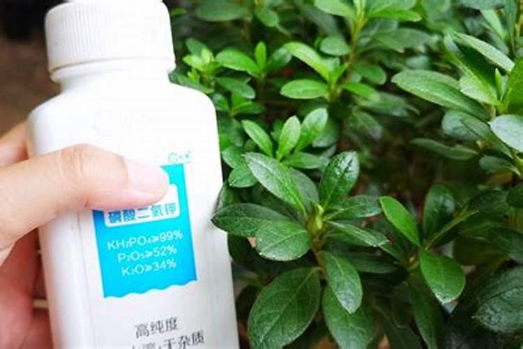 杜鹃开花期间施什么肥,能喷磷酸二氢钾吗