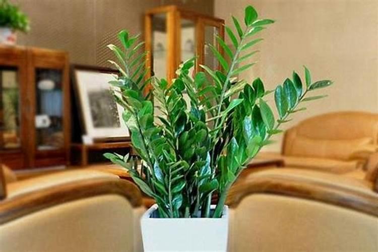 冬季金钱树施什么肥